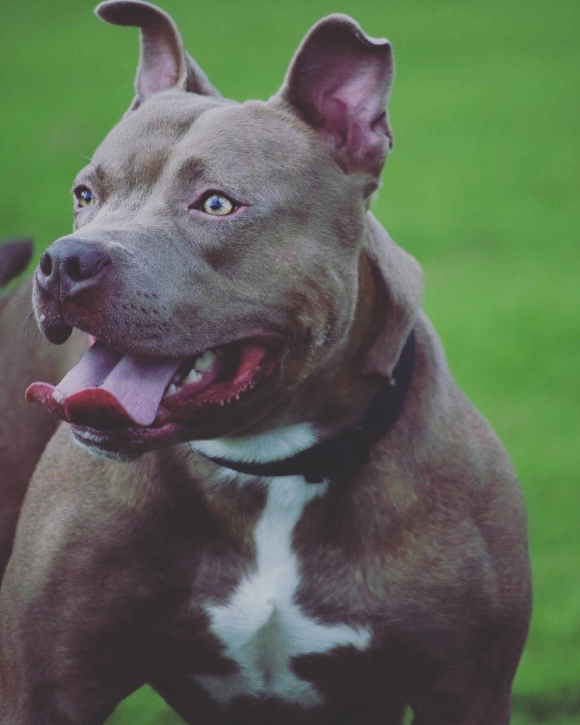 Bully x Staffy in Rochdale, Manchester Gumtree