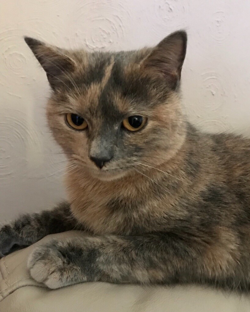 2 year old female cat in Newark, Nottinghamshire Gumtree