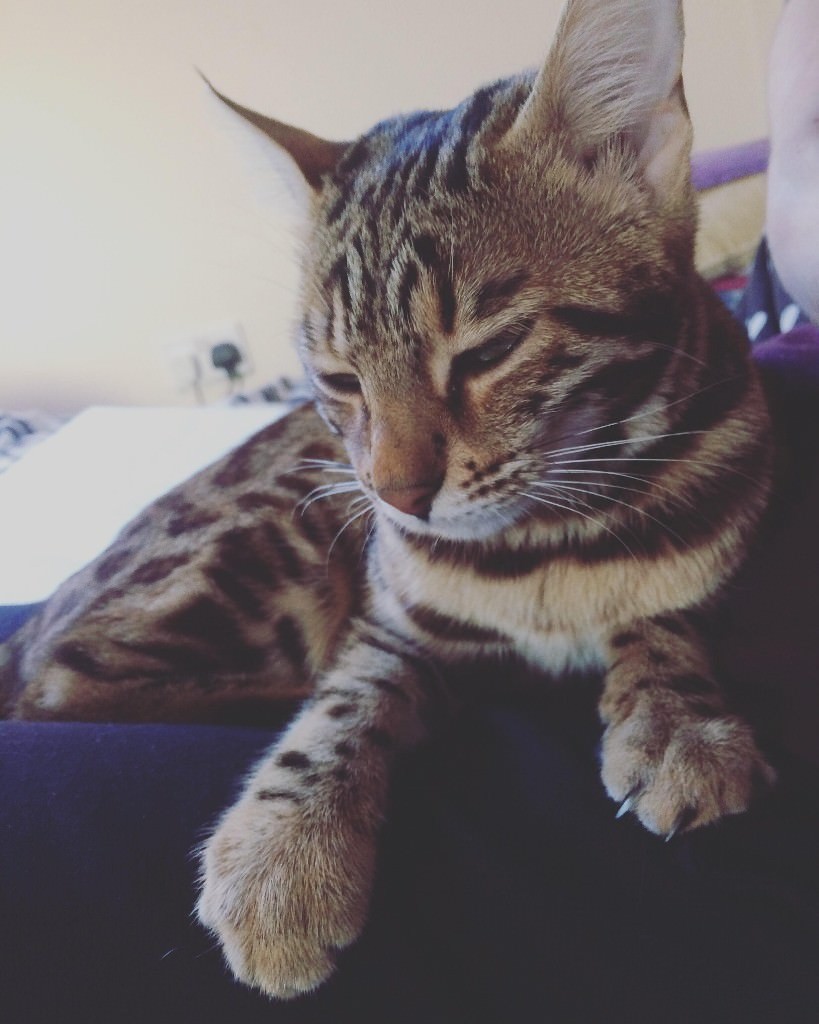 Female Bengal cat for sale in Sighthill, Edinburgh Gumtree