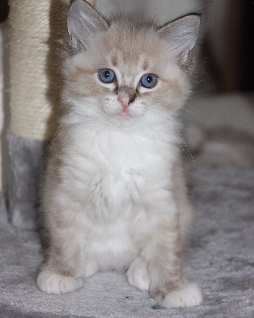 Female Ragdoll kitten in Bracebridge Heath, Lincolnshire Gumtree