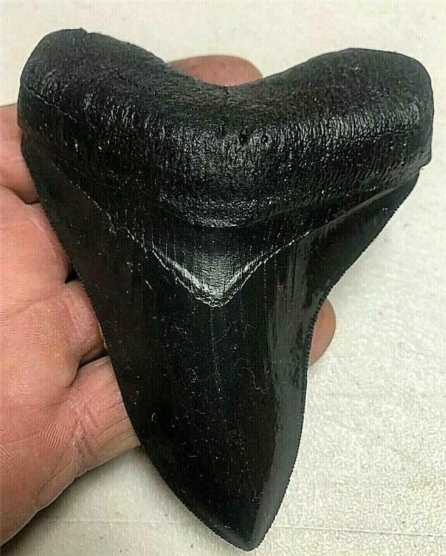 VERY NICE NEARLY PERFECT Megalodon replica tooth 5&1/2" serration black