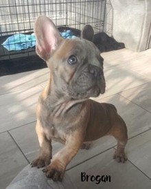 Miniature Dachshund Puppy Female Short Haired In Warrington