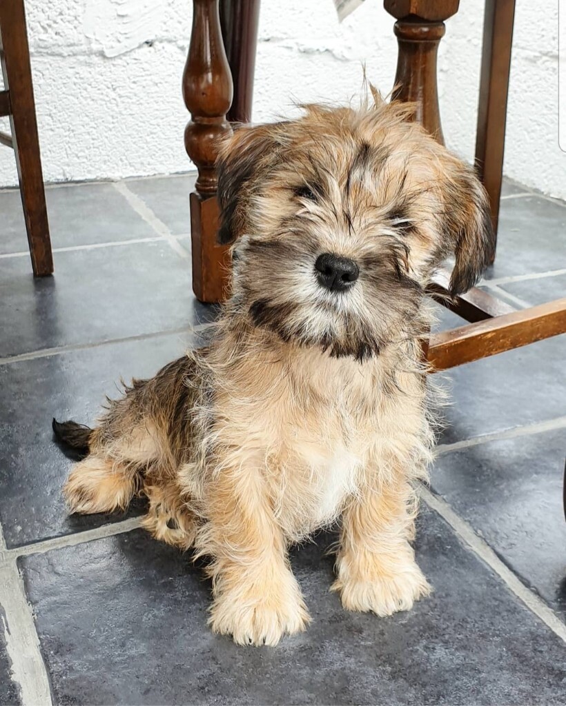43+ Miniature Schnauzer Cross Shih Tzu Puppies For Sale Photo Codepromos