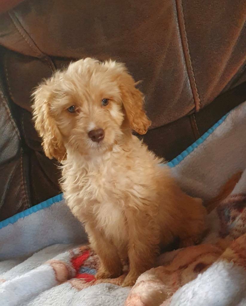 Cockapoo puppy for sale in Southampton, Hampshire Gumtree