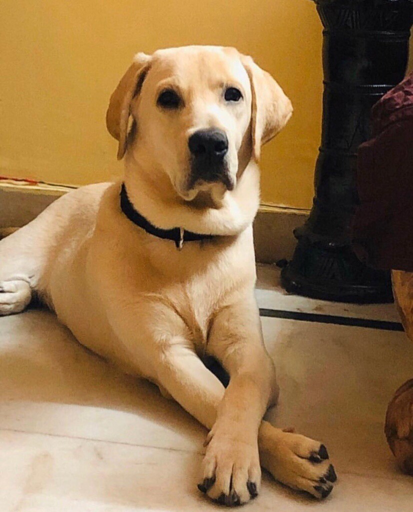 Golden Labrador girl for sale in Ashford, Kent Gumtree