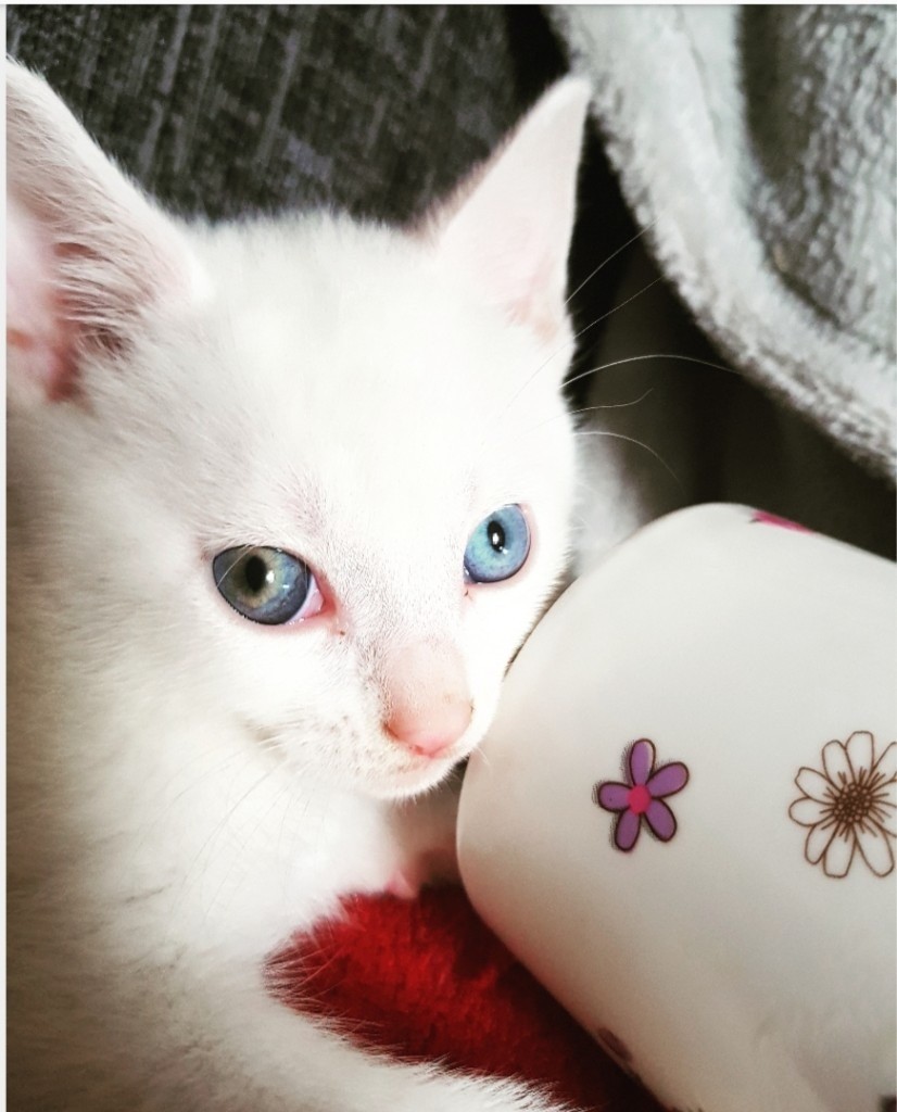 Pure white male kitten in Bolton, Manchester Gumtree