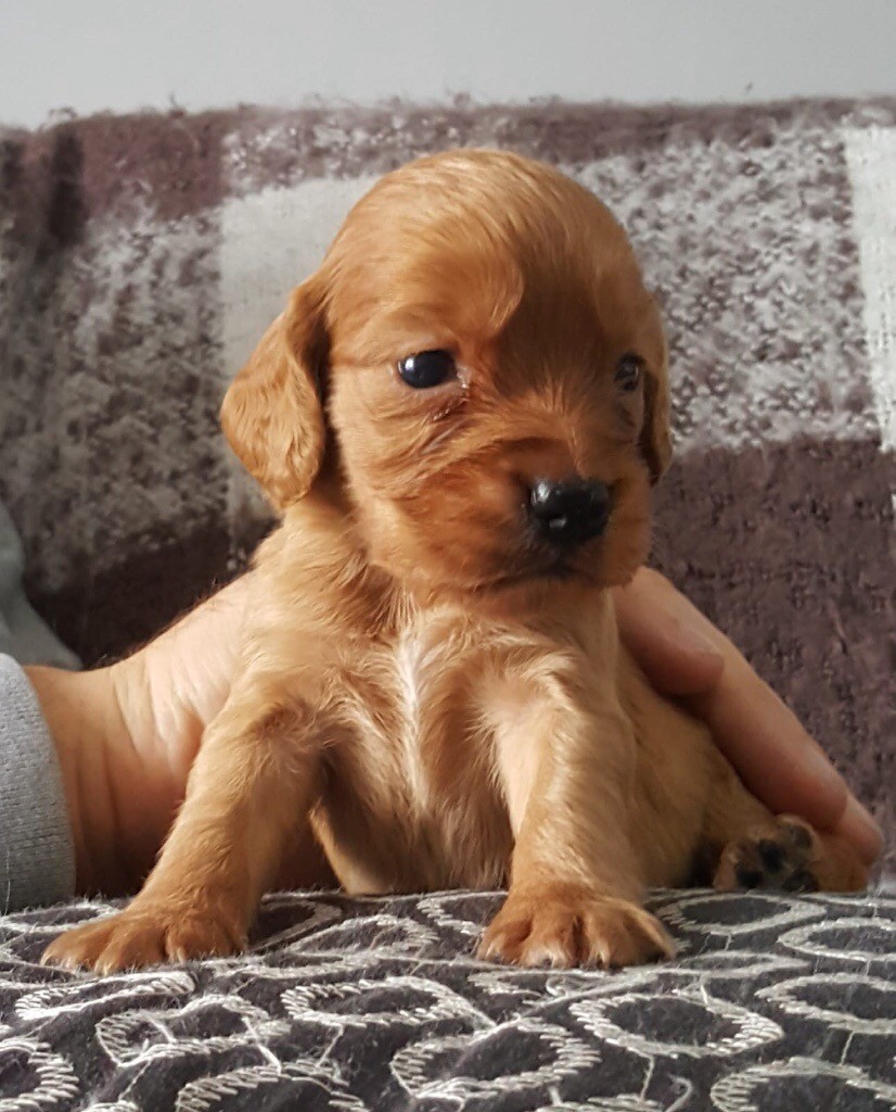 Litter of Red Cocker Spaniel Puppies, Fully Pedigreed and KC Registered in Clydebank