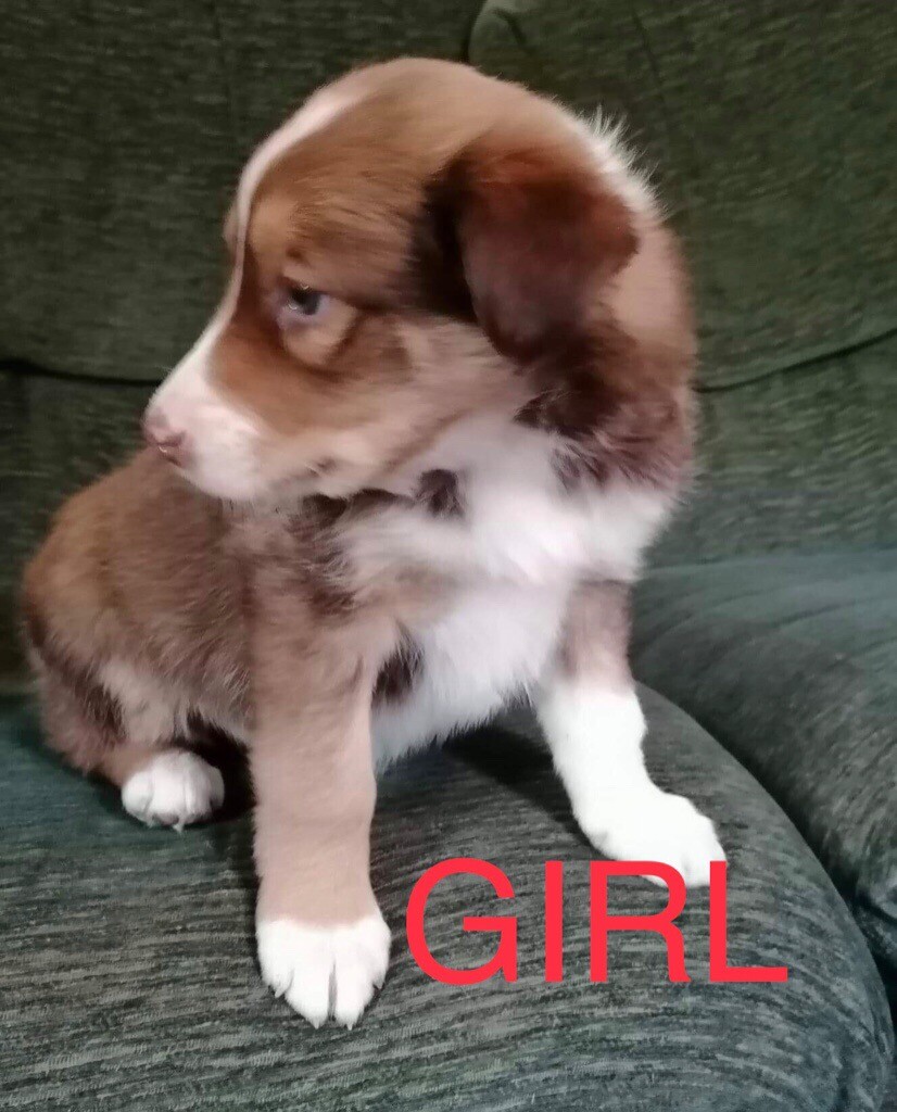 Stunning Red Welsh sheepdog x border collie puppies for sale READY in