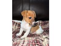 Ready to leave last boy miniature short haired Jack Russell Puppies 