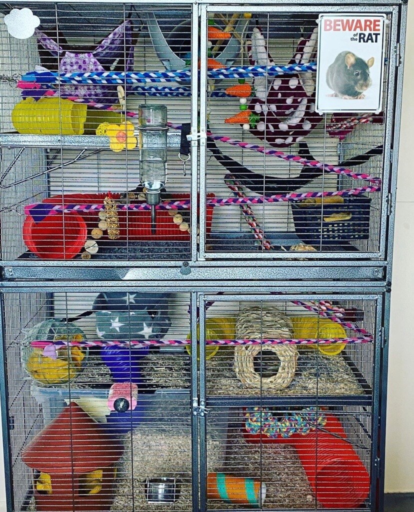 Rat/Rodent Cage For Sale in Coventry, West Midlands Gumtree