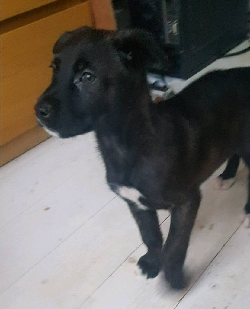 German shepherd cross Staffordshire bull terrier | in ...