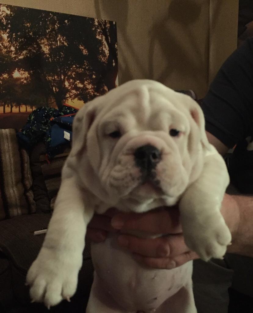 Old Tyme Bulldog X English Bulldog in Bedworth, Warwickshire Gumtree