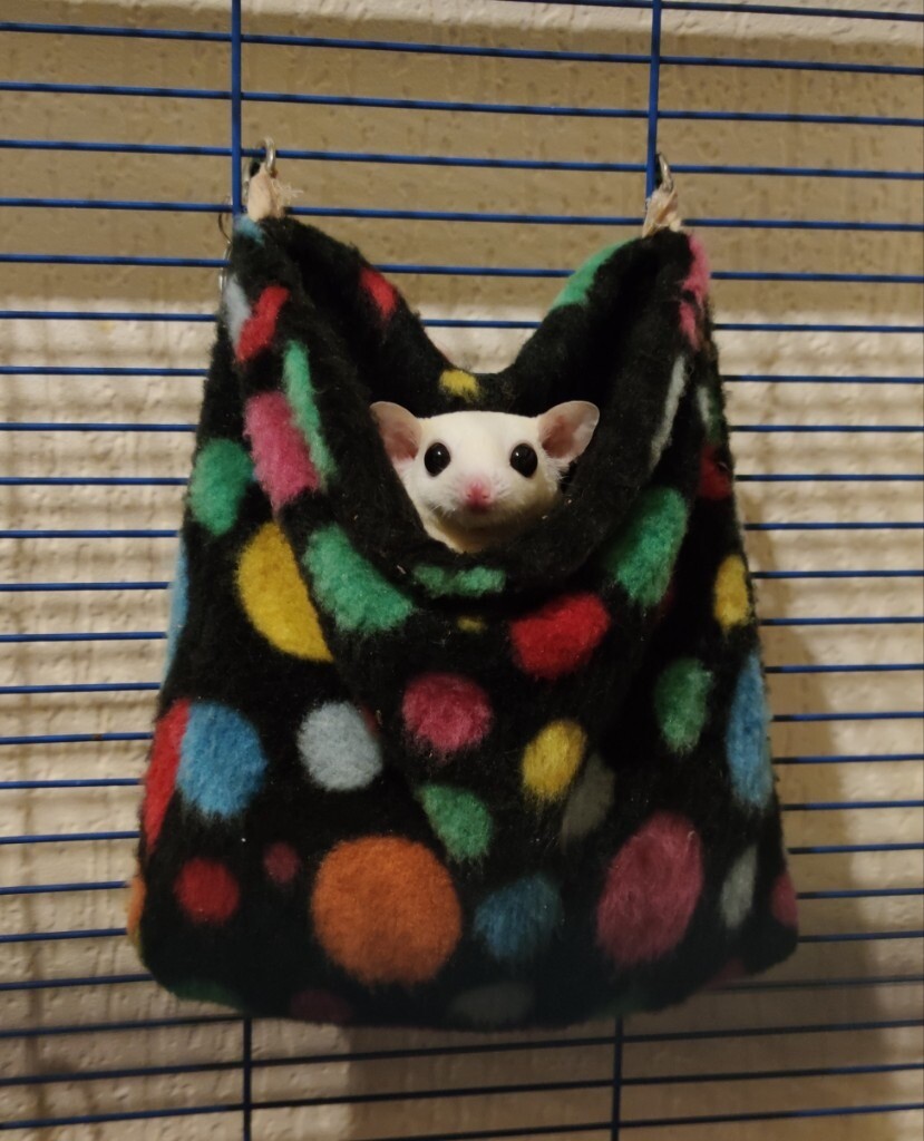 Sugar Gliders Female pair (RARE) | in Newtownards, County Down | Gumtree