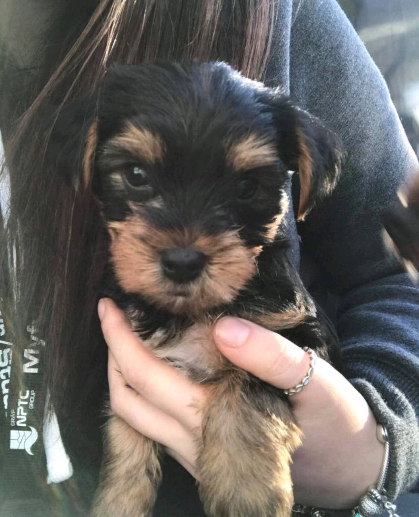 100% Yorkshire Terrier Pups | in Pontardawe, Swansea | Gumtree