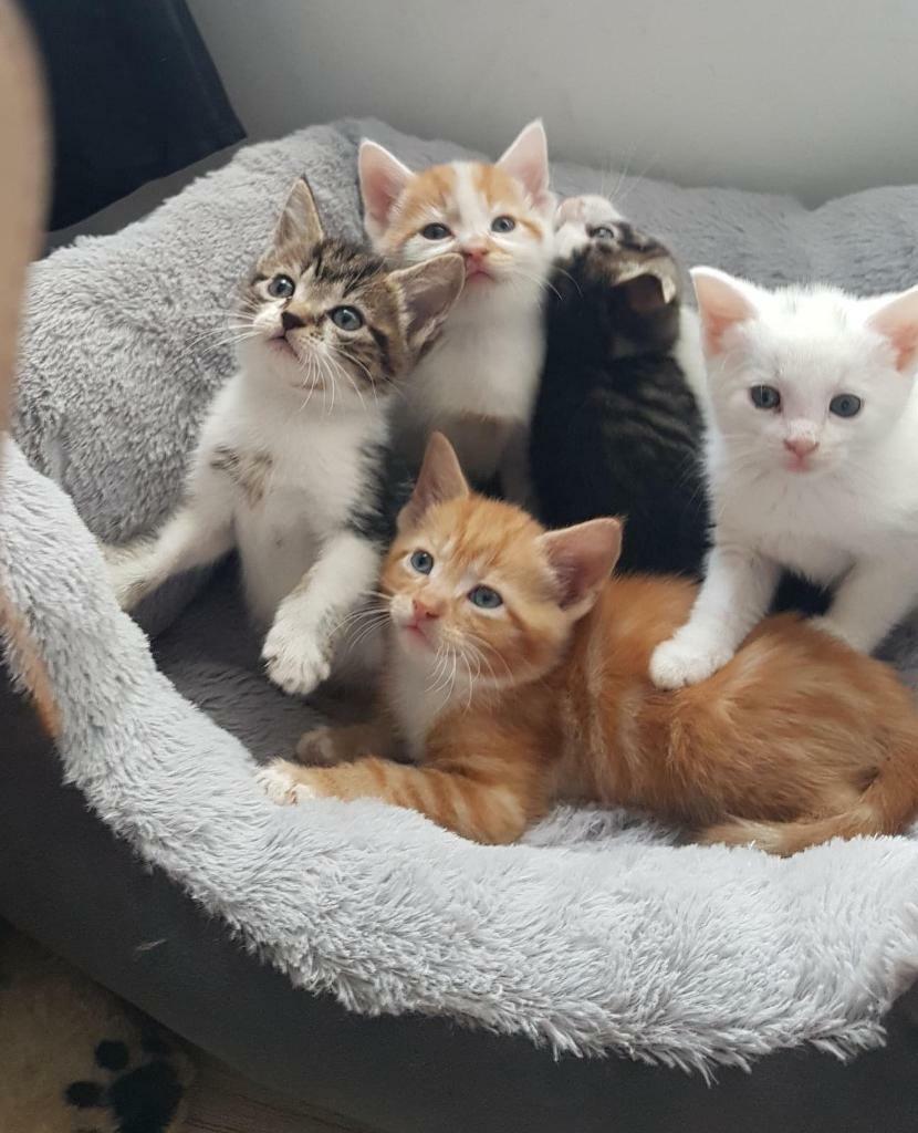***Half bengal kittens*** One tabby male left in Sheffield, South