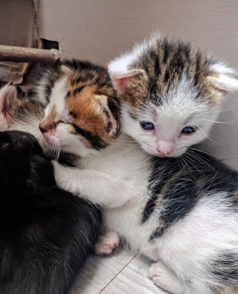 White tabby kittens for sale in Enfield, London Gumtree