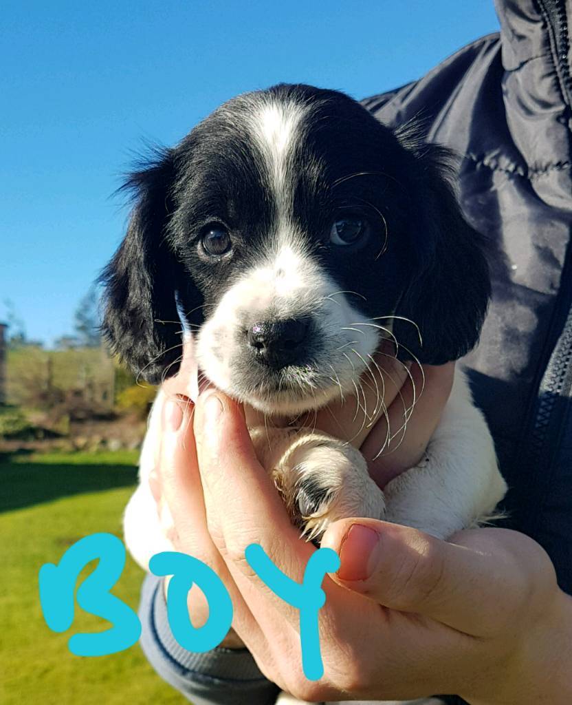 Sprocker pups for sale in Omagh, County Tyrone Gumtree