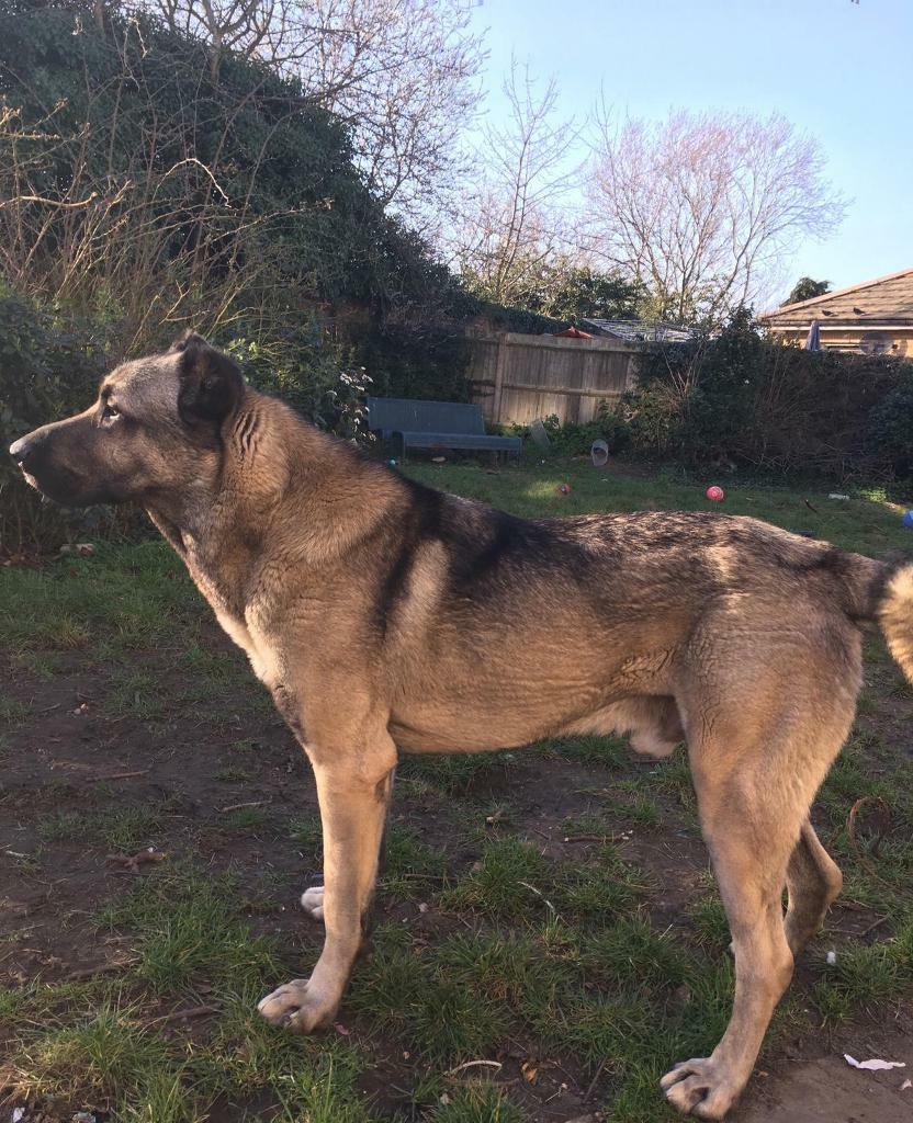 Turkish kangal for sale in Walthamstow, London Gumtree