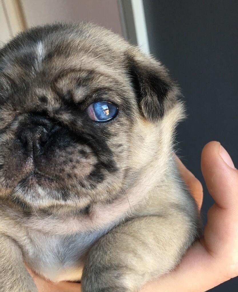 Merle pug with blue eye in Team Valley Trading Estate, Tyne and Wear