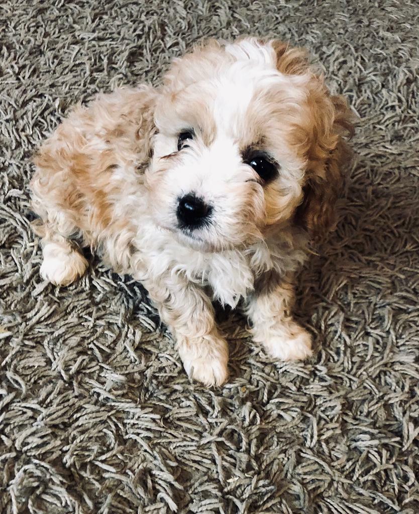 Jack Russell X Cavachon Puppies Carmarthen Carmarthenshire Pets4homes
