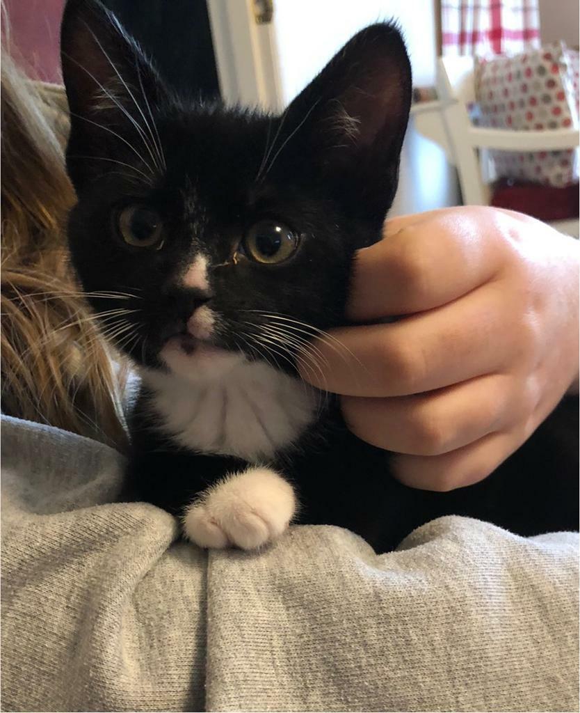 Kittens for sale | in Tiverton, Devon | Gumtree