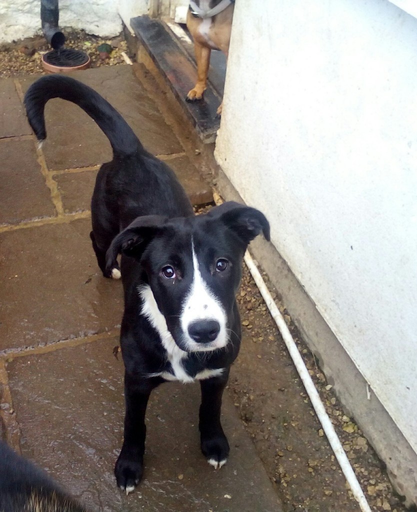 Stunning collie x staffy for sale in Kington, Herefordshire Gumtree
