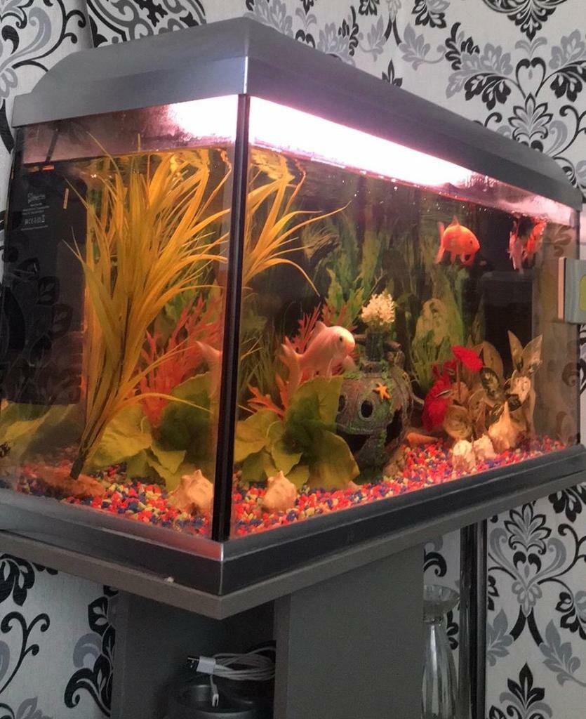 Complete cold water fish tank setup in Small Heath, West Midlands Gumtree