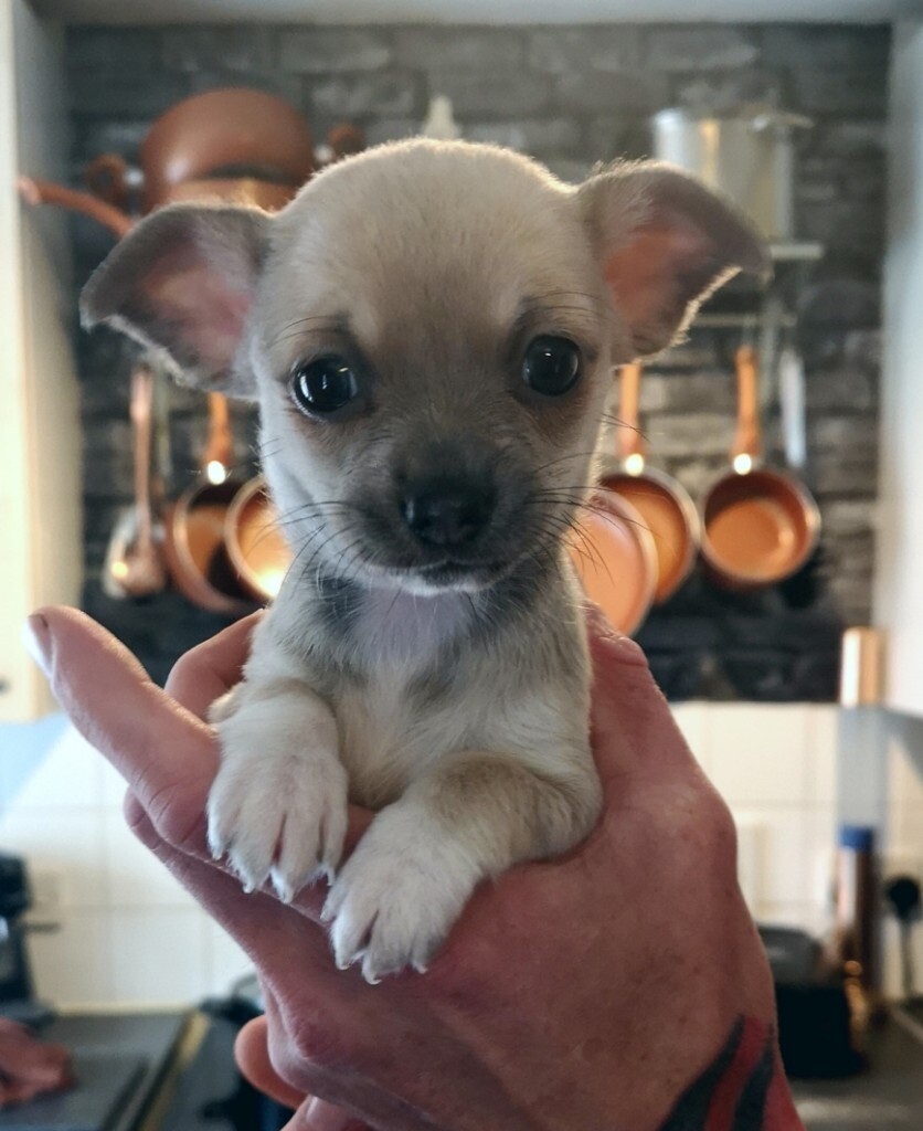 Chihuahua blue puppies. in Yeovil, Somerset Gumtree