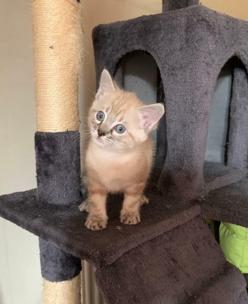 RESERVED Snow Bengal Marble/ Tabby Girl Kitten Big Blue Eyes in