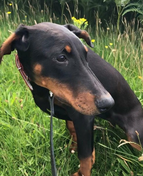 17 Black Doberman Puppies For Sale Near Me Gif