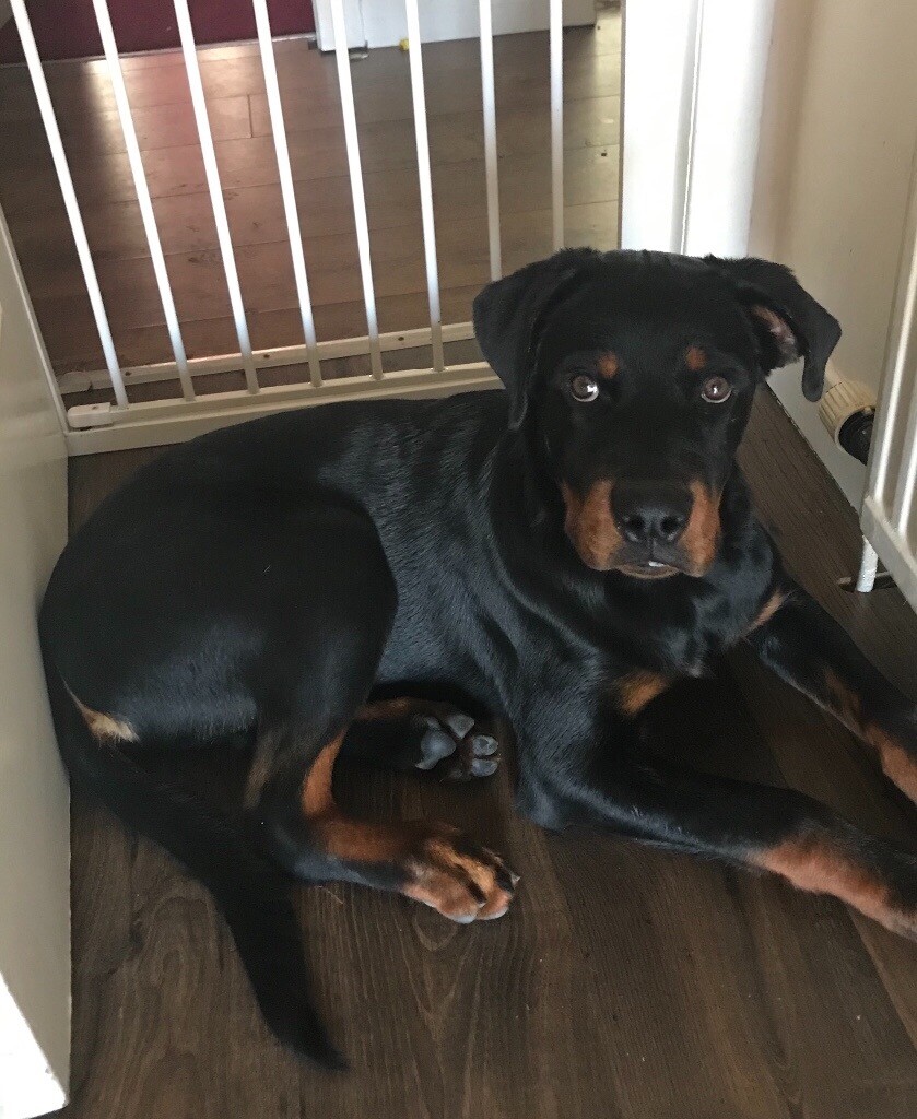 Rottweiler pup 6months in Ardrossan, North Ayrshire Gumtree