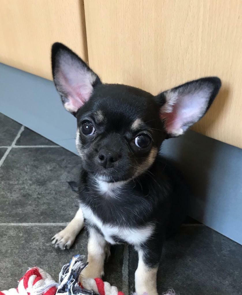 KC Chihuahua Pup in Liverpool, Merseyside Gumtree