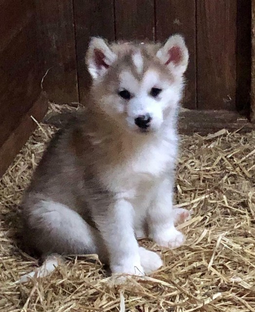 Malamute Cross Husky Puppies In Kinross Perth And Kinross