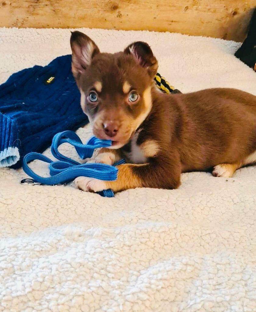 Kelpie x Collie Puppies in Aberdare, Rhondda Cynon Taf Gumtree