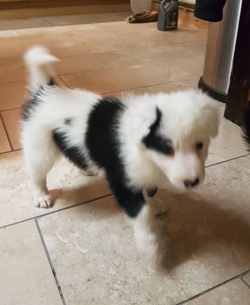 Fluffy border collie puppies for sale in Llangadog, Carmarthenshire