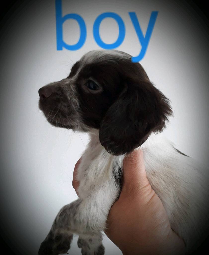 Sprocker Spaniel puppies in Epsom, Surrey Gumtree