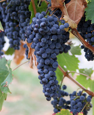 Grapes Growing Culture Wine Making Lot CD 30 Books Vineyard Farm Farming