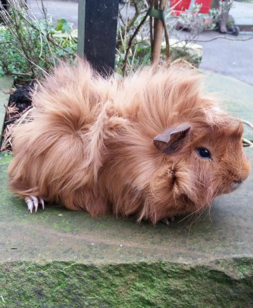 Cuy guinea pigs | in Coalville, Leicestershire | Gumtree