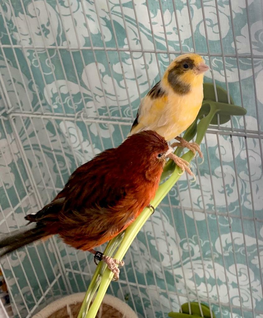 Canaries for sale in Rattray, Perth and Kinross Gumtree