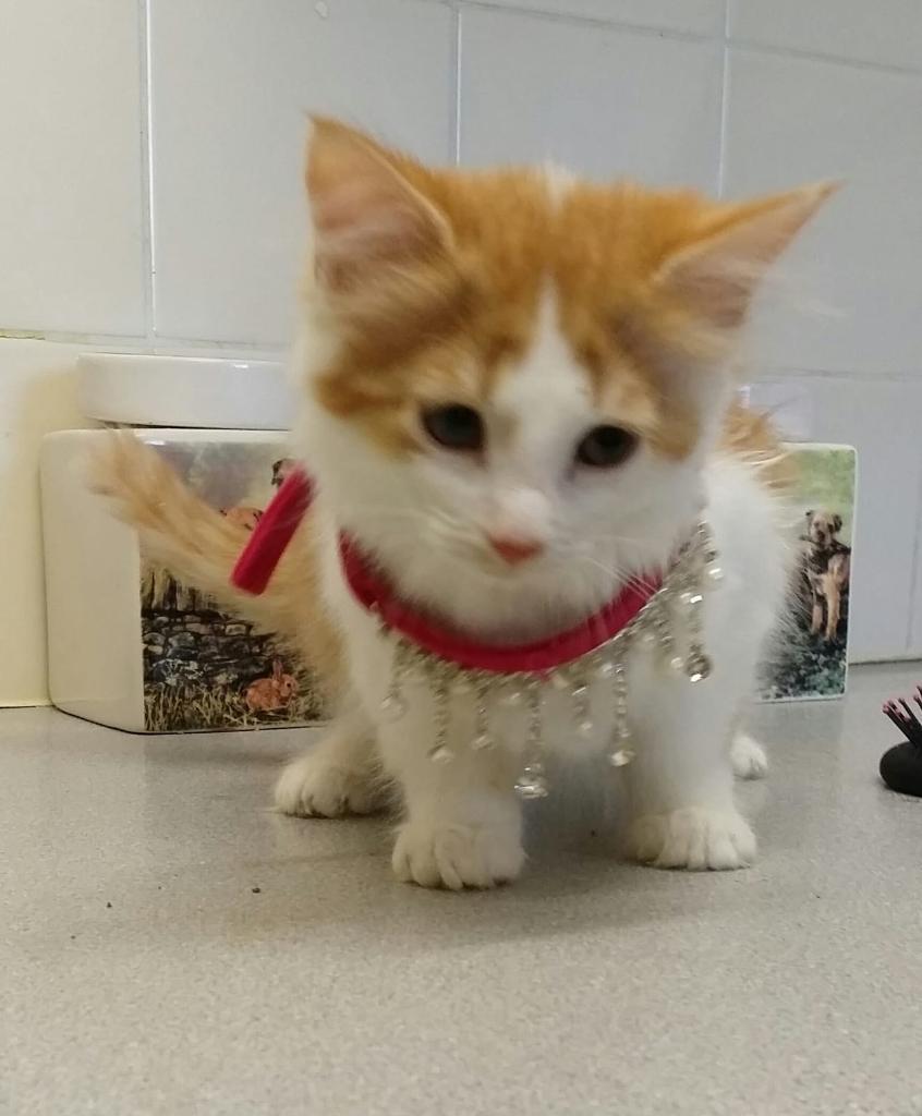 Female Kitten for sale in Hyson Green, Nottinghamshire Gumtree