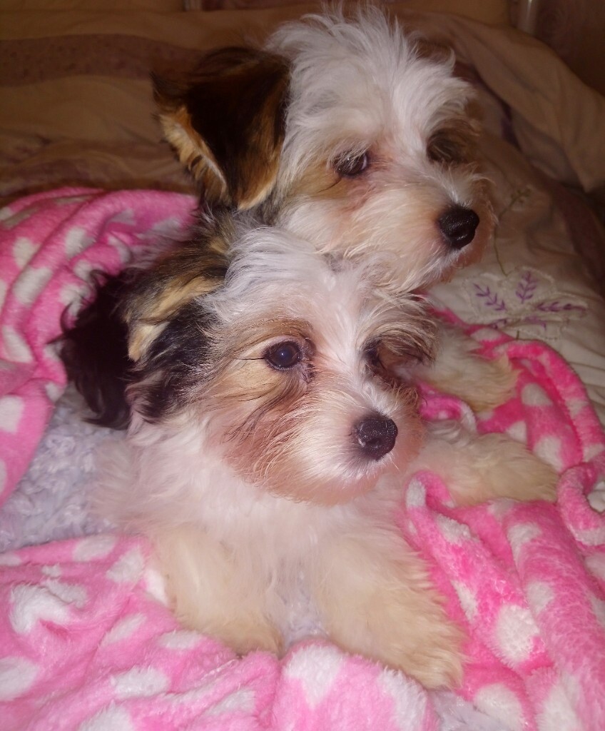 Biewer terrier puppies for sale in Edinburgh City Centre, Edinburgh Gumtree