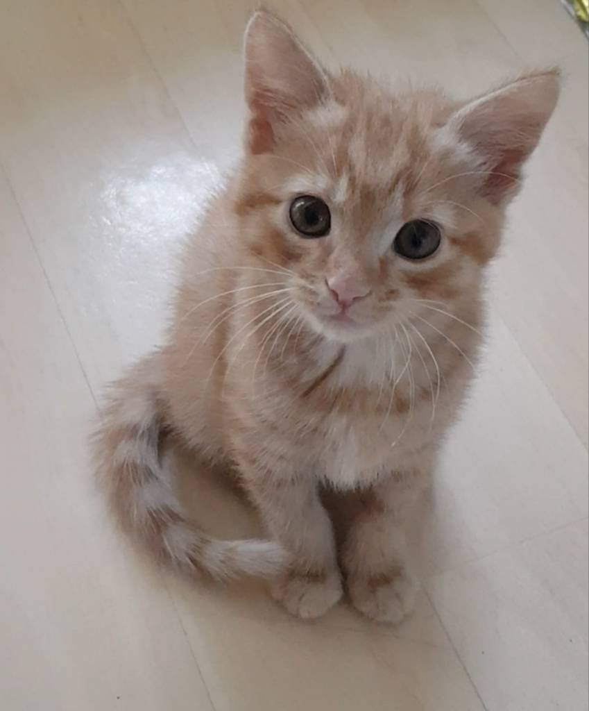 Beautiful ginger tabby male kitten for sale in Oxford, Oxfordshire