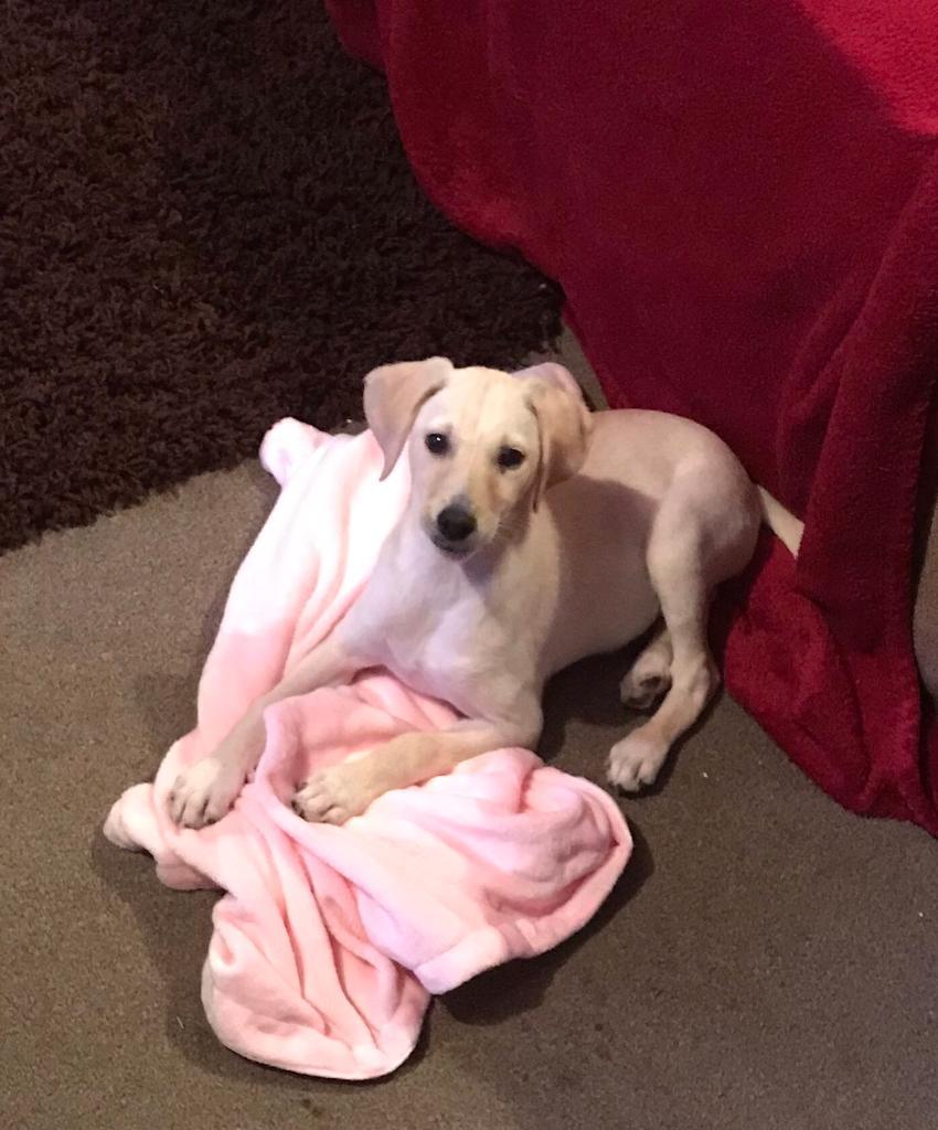 Lurcher puppy for sale | in Bromyard, Herefordshire | Gumtree