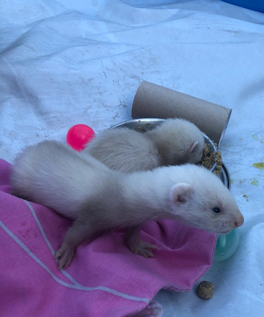 Ferret kit in Walton, Merseyside Gumtree