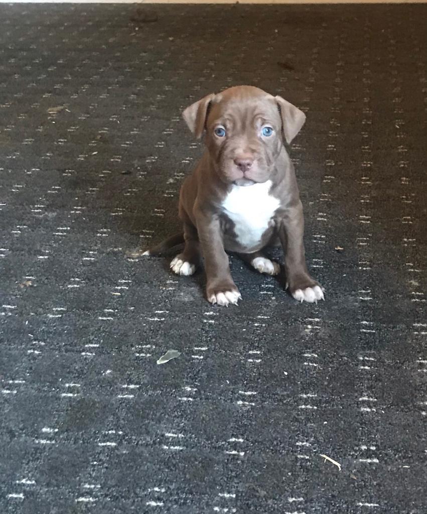 Bully xl in Bradford, West Yorkshire Gumtree