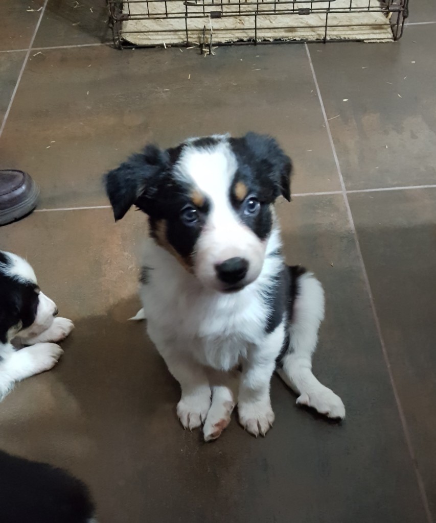 Collie Pups for sale in Pomeroy, County Tyrone Gumtree