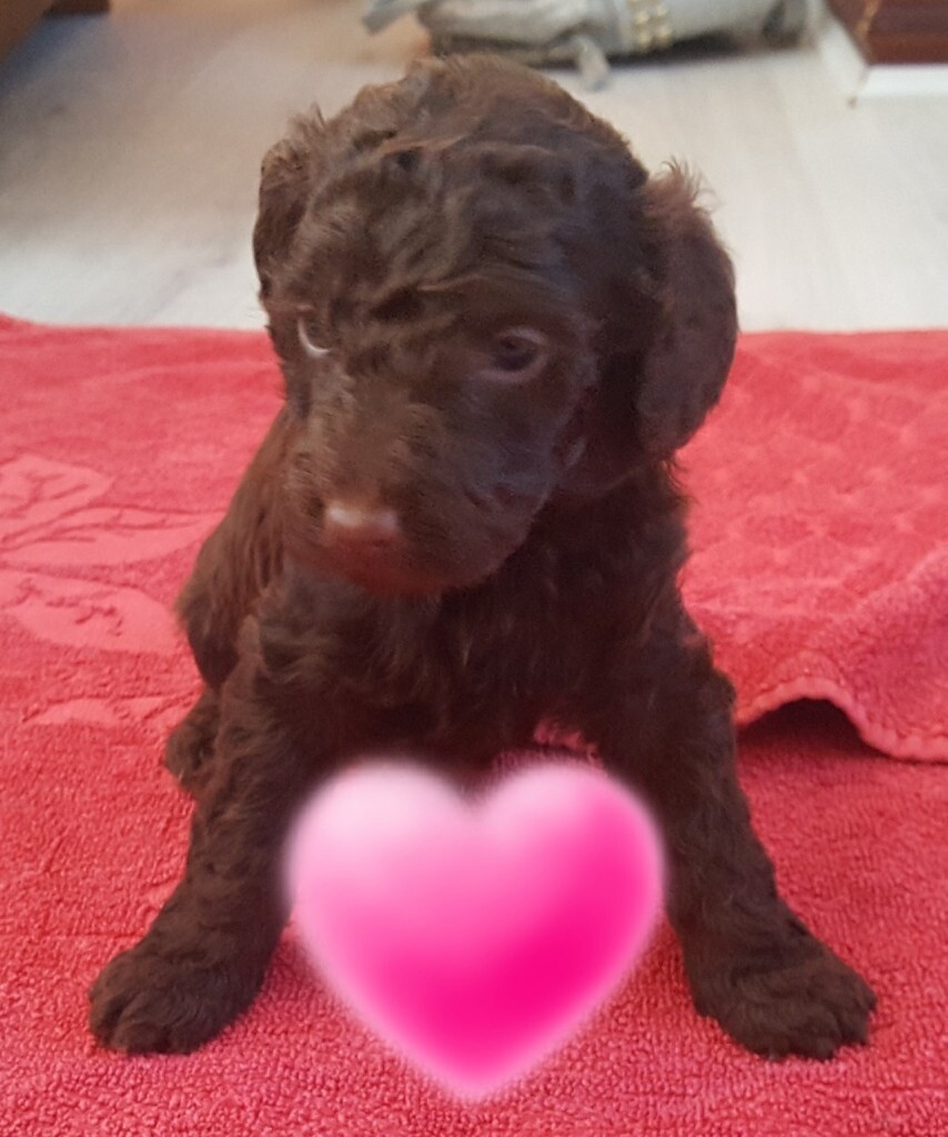 Miniature Poodle for sale in Wakefield, West Yorkshire Gumtree