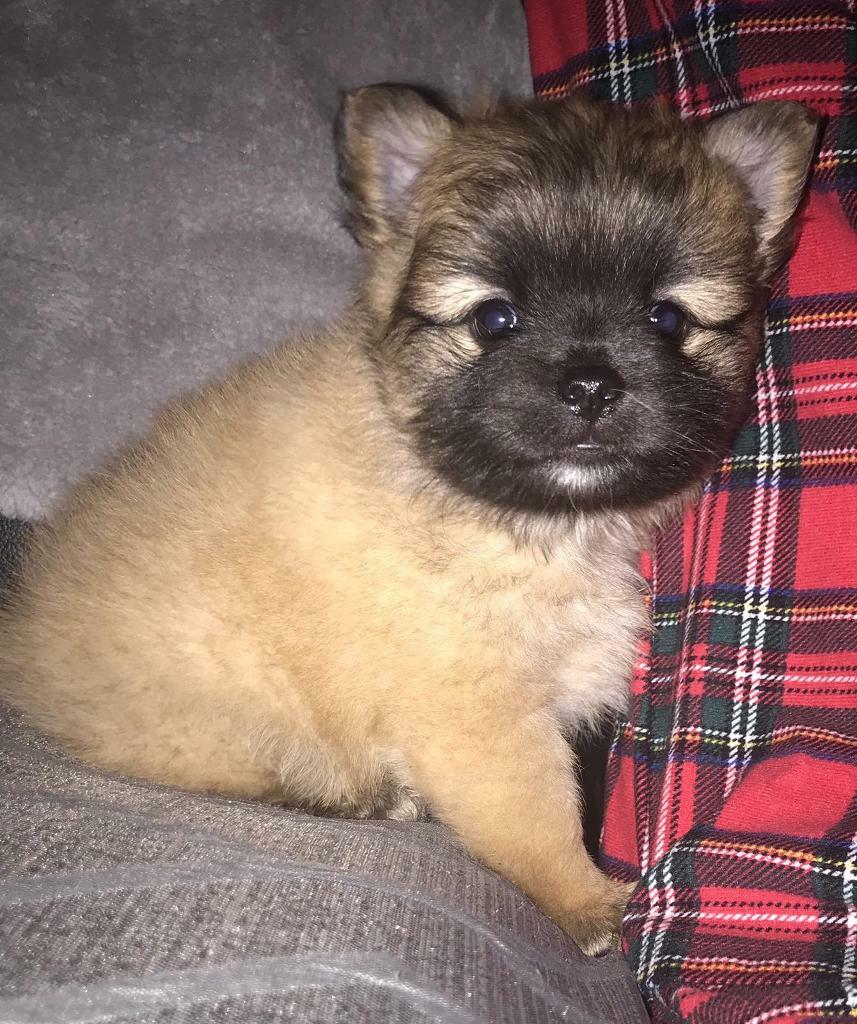 Pomchis pups 2 left in Castle Bromwich, West Midlands Gumtree