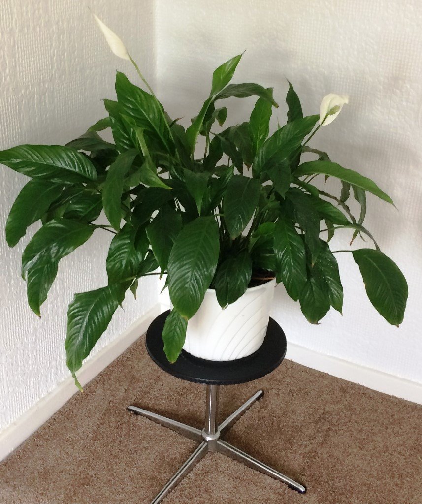 Peace Lily with White Ceramic Pot & Stand House Plant in Denton, Manchester Gumtree