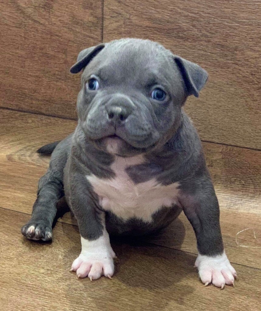 american bully for sale in Isleworth, London Gumtree